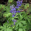 Delphinium (ostróżka)