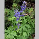 Delphinium oxysepalum (ostróżka tatrzańska)