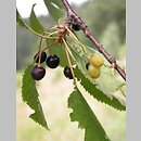 Prunus Grupa 'wiśnie'