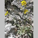 Aurinia saxatilis ssp. saxatilis (smagliczka skalna)
