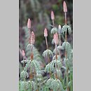 Equisetum (skrzyp)