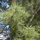 Pinus strobus (sosna amerykańska)