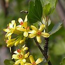 Ribes aureum (porzeczka złota)