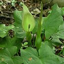 Arum (obrazki)