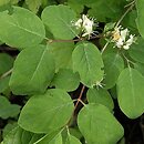 Lonicera (wiciokrzew)