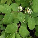 Lonicera xylosteum (wiciokrzew pospolity)