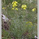 Erysimum odoratum (pszonak pannoński)