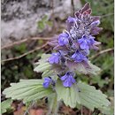 Ajuga genevensis (dąbrówka kosmata)