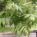 Phellodendron amurense (korkowiec amurski)