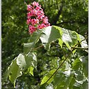 Aesculus carnea (kasztanowiec czerwony)