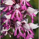 Orchis militaris (storczyk kukawka)