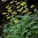 Doronicum (omieg)
