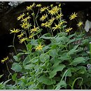 Doronicum austriacum (omieg górski)