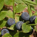 Vaccinium myrtillus (borówka czarna)