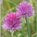 Allium sibiricum (czosnek syberyjski)