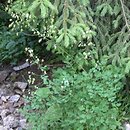 Thalictrum minus ssp. minus (rutewka mniejsza typowa)