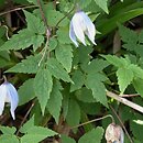 Clematis alpina (powojnik alpejski)