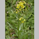 Erysimum wahlenbergii (pszonak Wahlenberga)