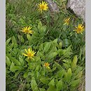 Doronicum clusii (omieg kozłowiec)