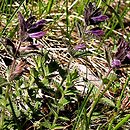 Bartsia alpina (bartsja alpejska)