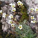 Saxifraga (skalnica)