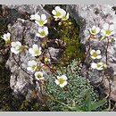 Saxifraga caesia (skalnica seledynowa)