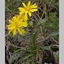 Crepis jacquinii (pępawa Jacquina)