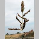 Echinochloa crus-galli (chwastnica jednostronna)