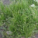 Eleocharis acicularis (ponikło igłowate)