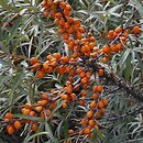 Hippophae rhamnoides (rokitnik zwyczajny)