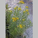 Euthamia graminifolia (nawłoć wąskolistna)