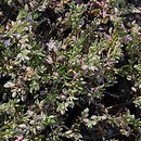 Spergularia salina (muchotrzew solniskowy)