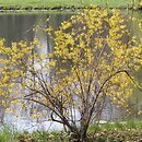 Forsythia (forsycja)