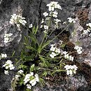 Cardaminopsis (rzeżusznik)