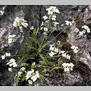 Cardaminopsis arenosa ssp. borbasii (rzeżusznik piaskowy Borbása)