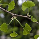 Ginkgo biloba (miłorząb dwuklapowy)
