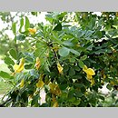 Caragana arborescens (karagana syberyjska)