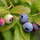 Vaccinium corymbosum (borówka wysoka)