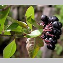 Aronia melanocarpa (aronia czarna)