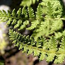 Woodsia ilvensis (rozrzutka brunatna)
