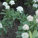 Spiraea media (tawuła średnia)