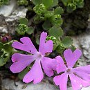 Primula minima (pierwiosnek maleńki)