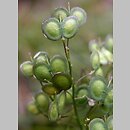 Biscutella laevigata (pleszczotka górska)