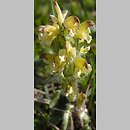 Pedicularis oederi (gnidosz dwubarwny)