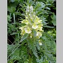 Pedicularis hacquetii (gnidosz Hacqueta)