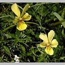 Viola lutea ssp. sudetica (fiołek żółty sudecki)