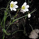 Gagea serotina (lilijka alpejska)