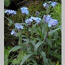 Myosotis alpestris (niezapominajka alpejska)