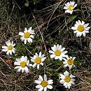 Leucanthemopsis alpina ssp. tatrae (złocieniec alpejski tatrzański)
