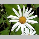 Leucanthemum waldsteinii (jastrun okrągłolistny)